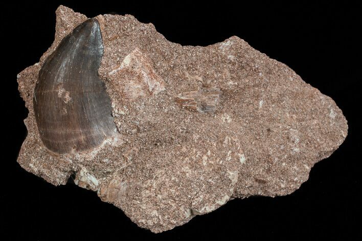 Mosasaur (Prognathodon) Tooth In Rock #70471